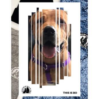 I’D Rather Be With My Dog Instagram Ads Case Study by Sprague Media