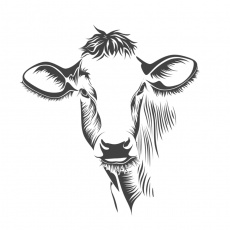 Orange Cattle profile