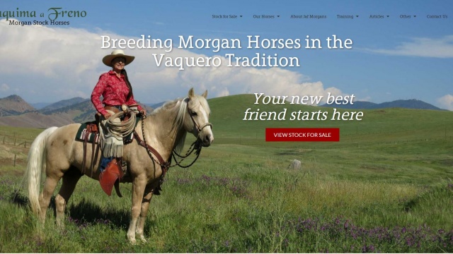 Jaquima a Freno Morgan Stock Horses - Logo &amp; Website Design by Cowgirl Media